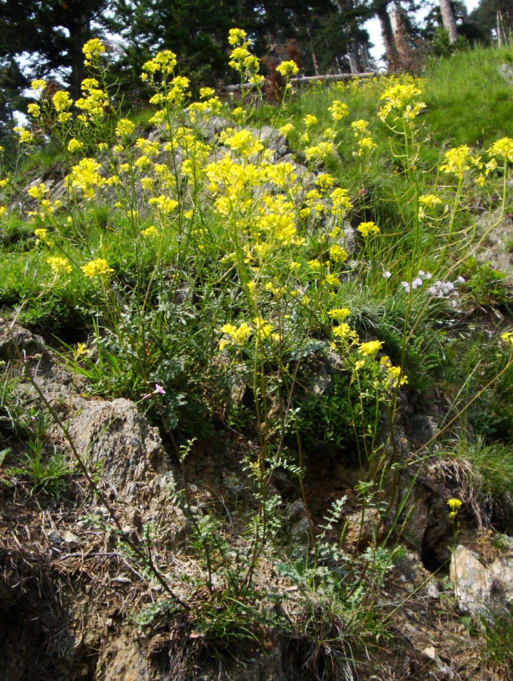 Erucastrum nasturtiifolium / Erucastro comune